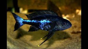 Ophthalmotilapia boops blue neon Kipili
