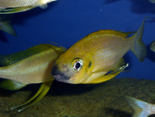 Ophthalmotilapia cf. nasuta (Mukosa)