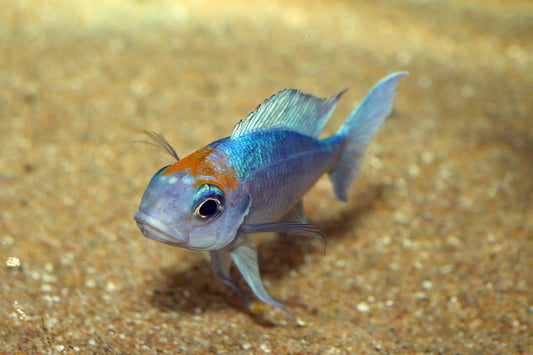 Ophthalmotilapia Ventralis Orange kasanga