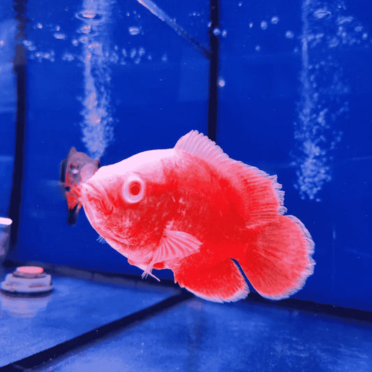 Red Chili Oscar (Astronotus ocellatus) 4"-5"