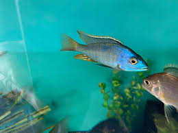 Otopharnyx sp blue longnose nova