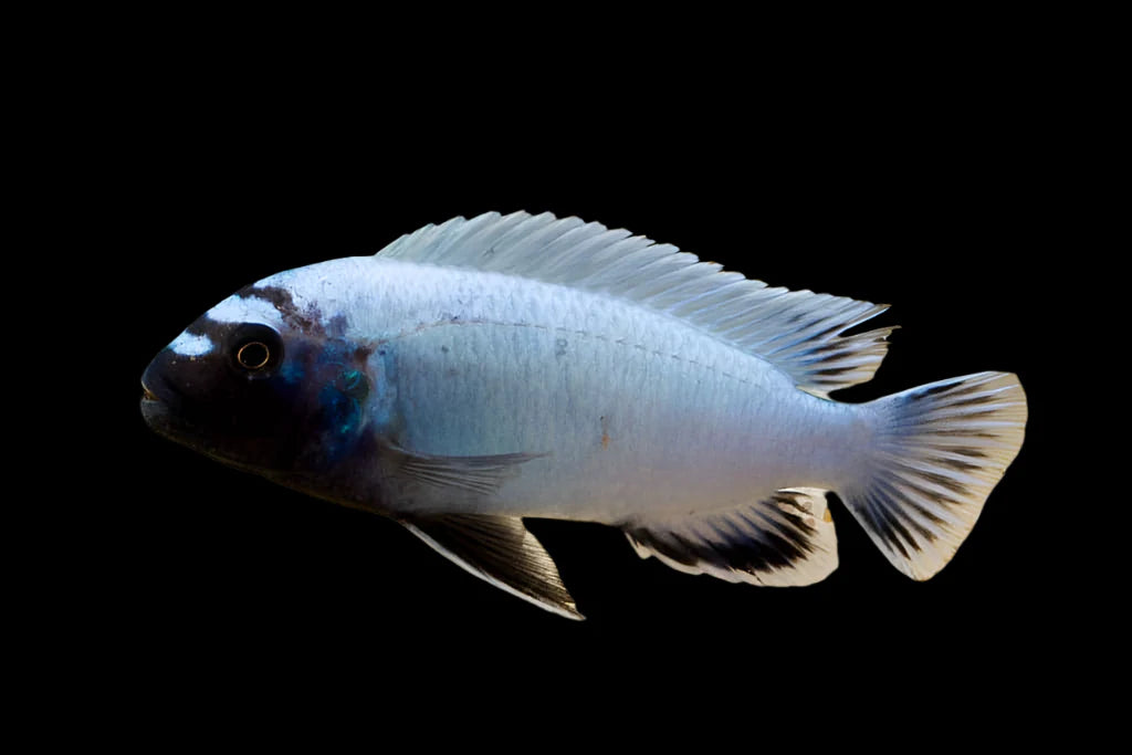 Pseudotropheus sp. "Polit" Lion's Cove