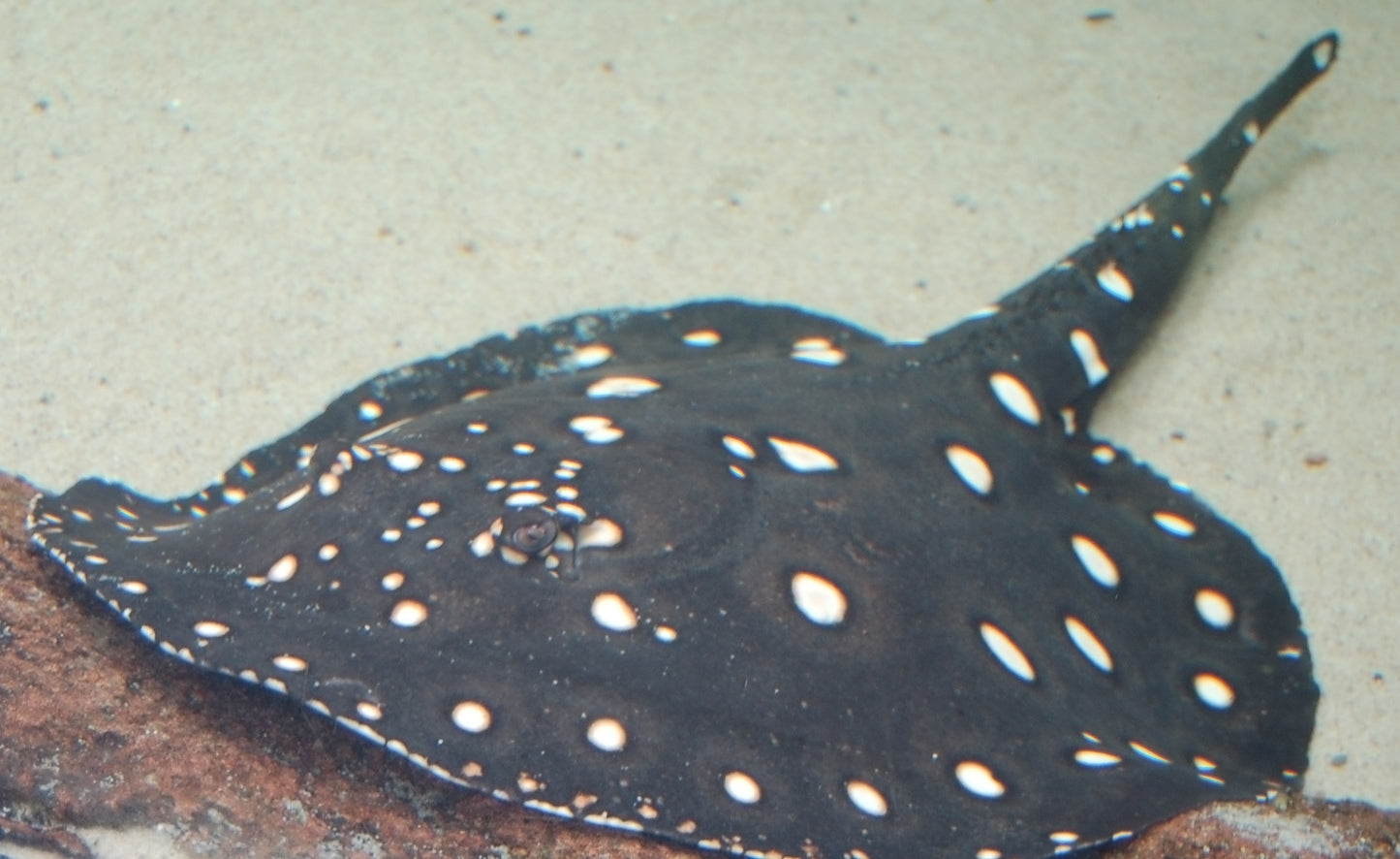 POLKADOT STINGRAY