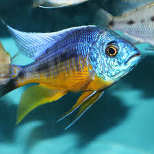Spilonotus Tanzania AKA Insignis
