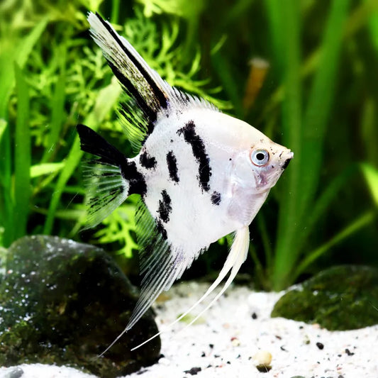 Pterophyllum Scalare  Panda Angelfish