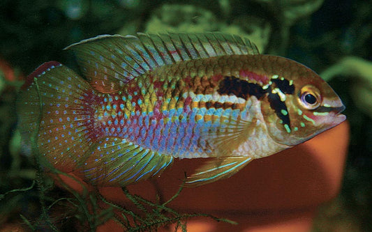 Thayer's Dwarf Acara (⁠Laetacara thayeri)