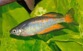 Melanotaenia parkinsoni (Parkinsoni Rainbowfish)