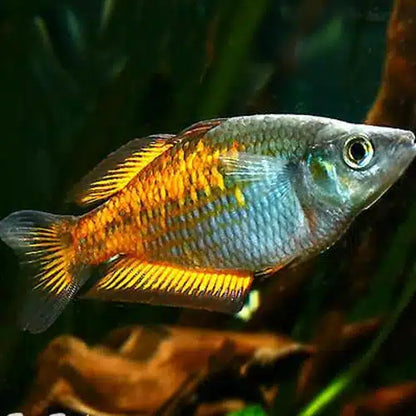 Melanotaenia parkinsoni (Parkinsoni Rainbowfish)