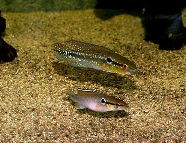 "Pike Jewel Fish" SMALL