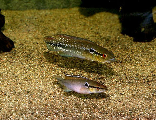 "Pike Jewel Fish" SMALL