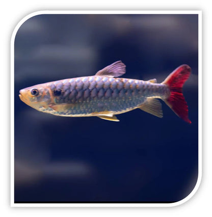 Pinktail Chalceus (Chalceus macrolepidotus)