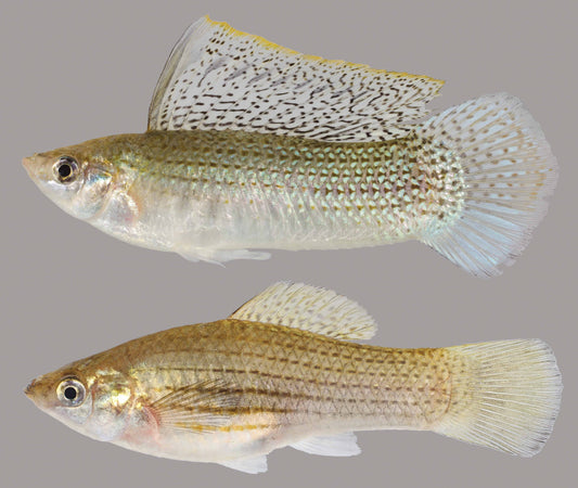 Yucatan Molly