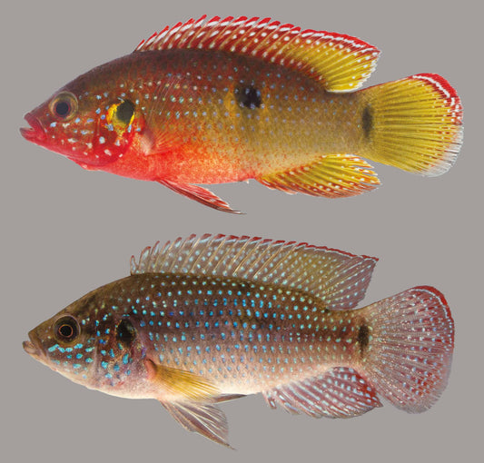 Jewel Cichlids