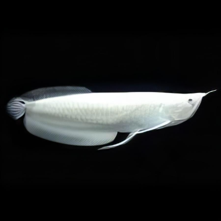 Platinum Silver Arowana - SNOW BLACK AROWANA - ONLY ONES IN THE USA WILD
