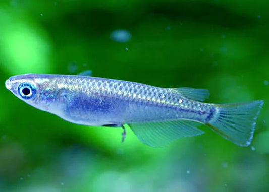 Platinum Ricefish - Medaka Ricefish (Oryzias latipes)