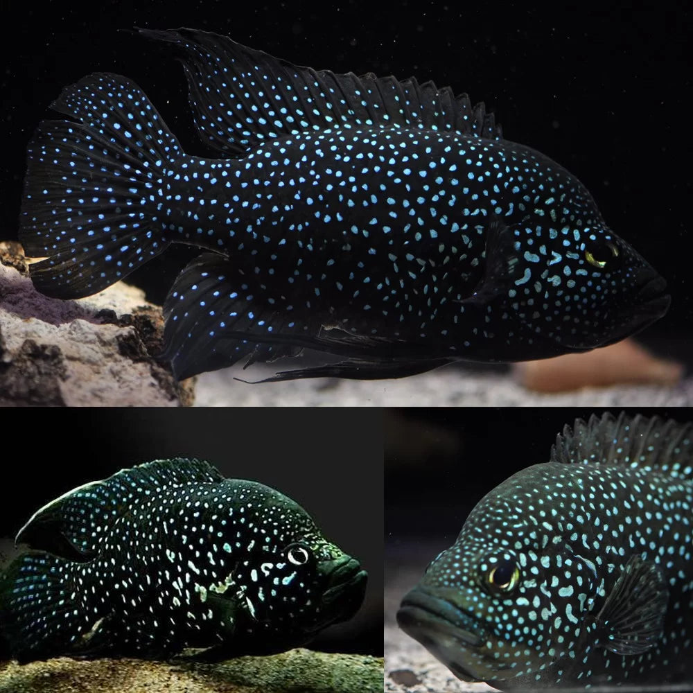 GRADE-A Polleni Cichlid (Starry Night Cichlid) 3"+