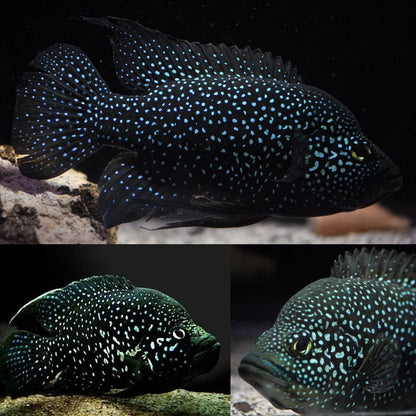 GRADE-A Polleni Cichlid (Starry Night Cichlid) 3"+RAFFLE