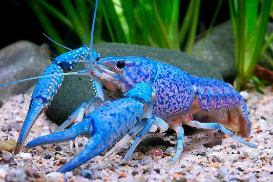 Blue crayfish