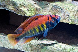 Pundamilia nyererei Red