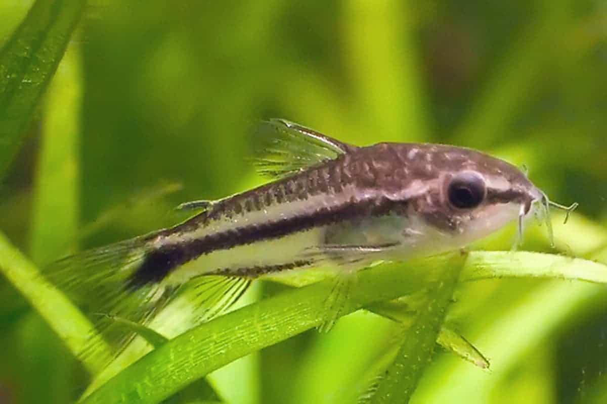 Pygmy Corydoras (Corydoras pygmaeus)
