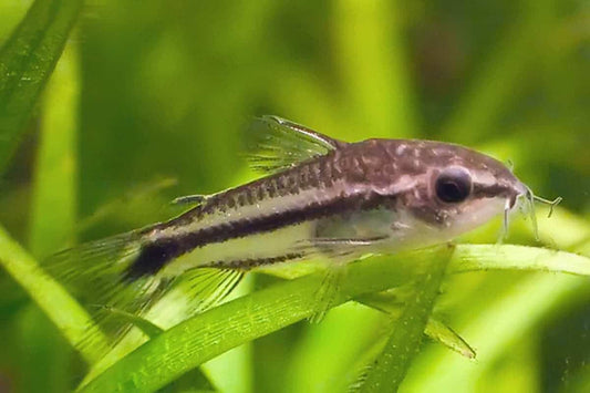 Pygmy Corydoras (Corydoras pygmaeus)