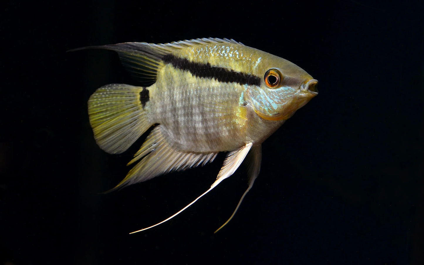 Manapiare Flag Cichlid (Mesonauta sp. 'manapiare')