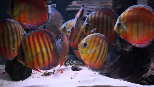 Red Alenquer Discus (Symphysodon aequifasciatus)