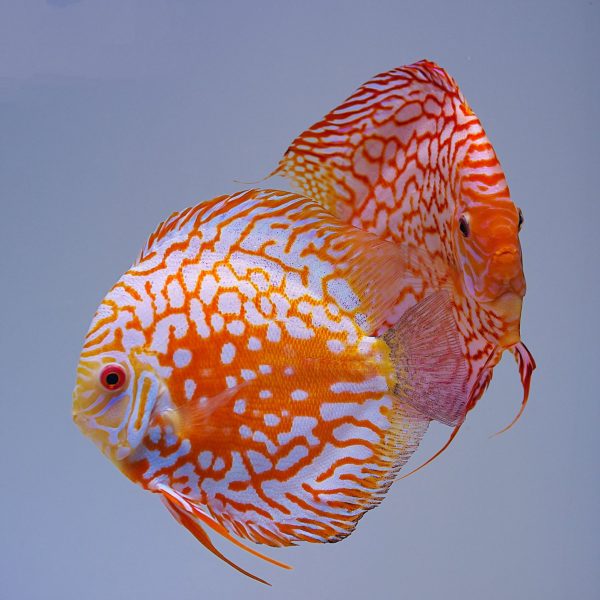 Red Checkerboard Pigeon Discus (Symphysodon aequifasciatus)
