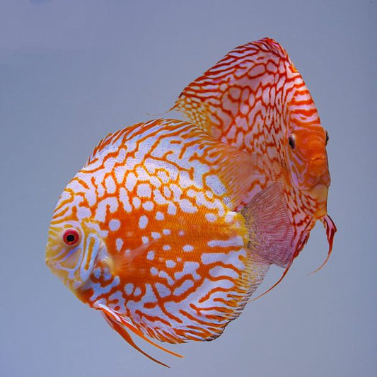 Red Checkerboard Pigeon Discus (Symphysodon aequifasciatus)
