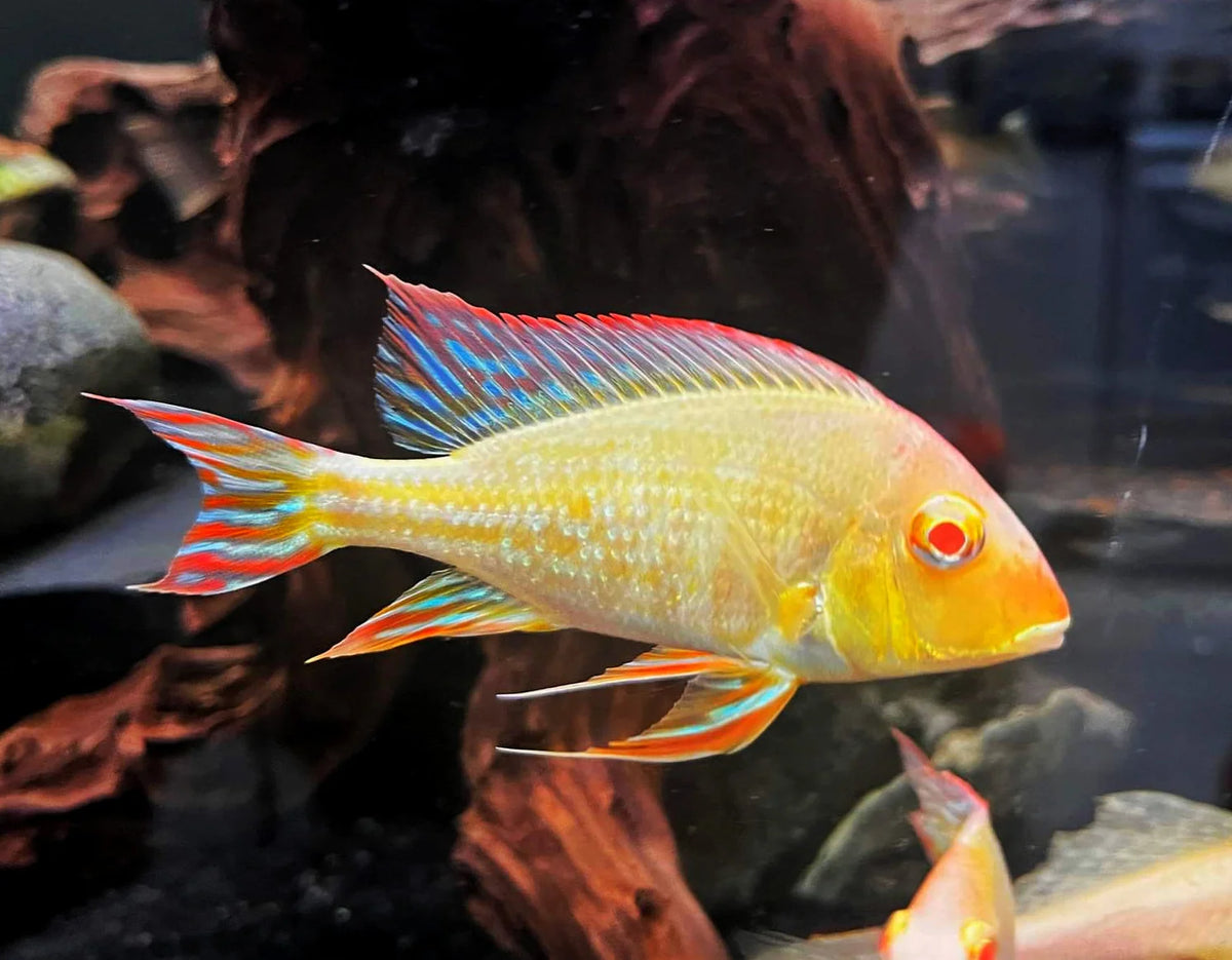 Albino Red Head Tapajos (Geophagus pyrocephalus variant)