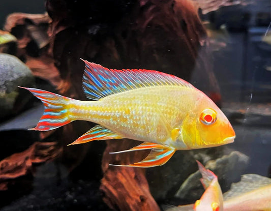 Albino Red Head Tapajos (Geophagus pyrocephalus variant)
