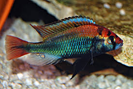 Ruby Green Haplochromis