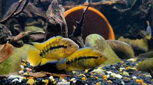 Rainbow Cichlid (Herotilapia multispinosa)