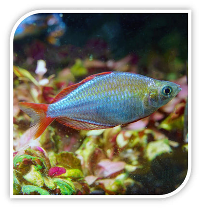 Dwarf Neon / Praecox Rainbow (Melanotaenia praecox)