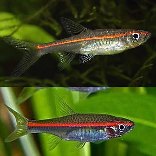 Red Line Rasbora