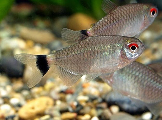 Redeye tetra PACK OF 6