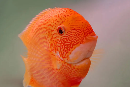Red Spot Severum