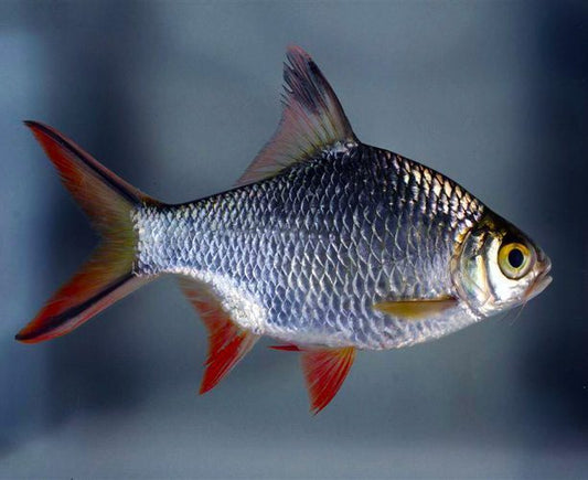 Redtail Tinfoil Barb (Barbonymus schwanenfeldii)