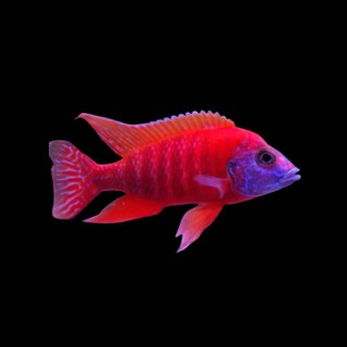 GRADE-A RED PEACOCK 4" MALE