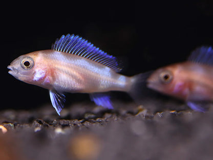 Frontosa Red Widow (Cyphotilapia frontosa)