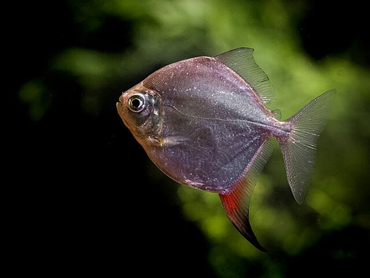 Red Hook Silver Dollar (Myloplus rubripinnis) LARGE