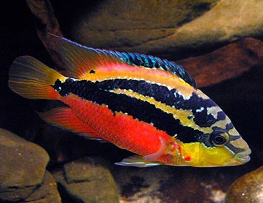 Salvini cichlids MEDIUM
