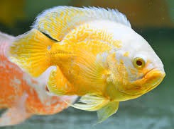 Albino Lemon Oscar (Hemichromis bimaculatus)