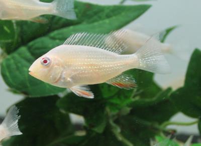 Albino Geophagus Heckelii- Albino Threadfin Acara 2.5"-3"