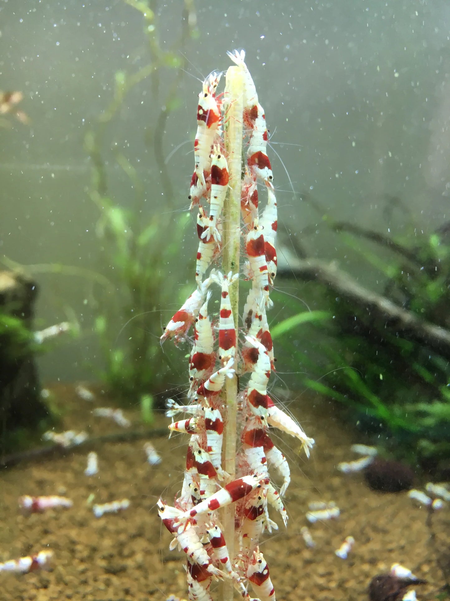 Shrimpsicles - 10 sticks