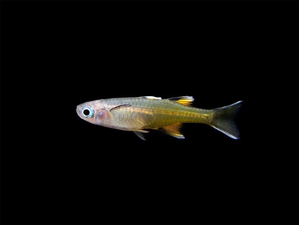 Pseudomugil signifer (Signifer Blue-Eye Rainbowfish)
