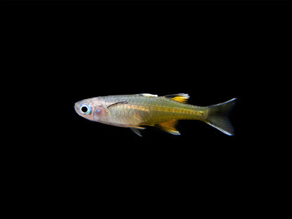 Pseudomugil signifer (Signifer Blue-Eye Rainbowfish)