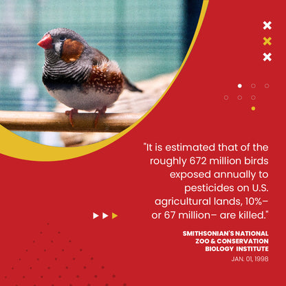 Organic Hulled Millet - 5 lbs.