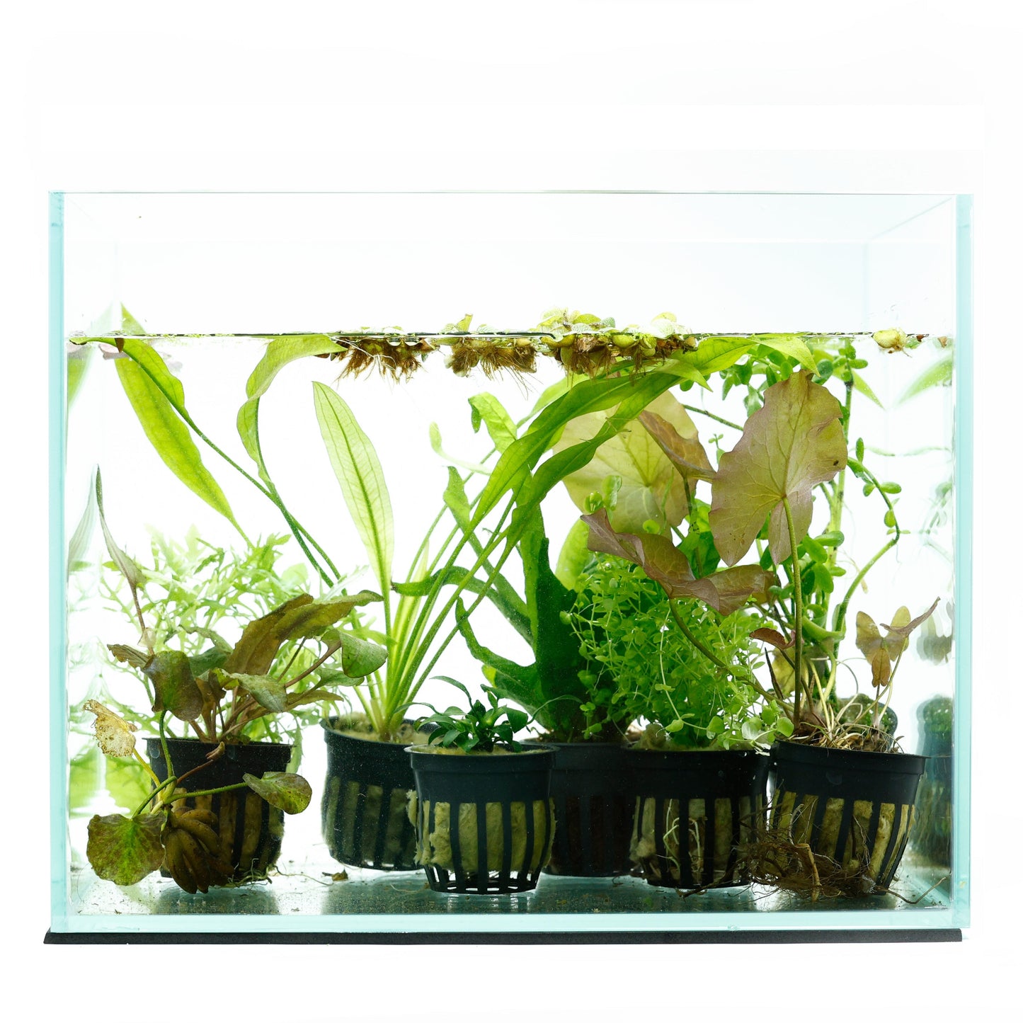 12 Plant - Beginner Aquarium Plant Pack