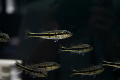 Temensis Peacock Bass (Cichla temensis)